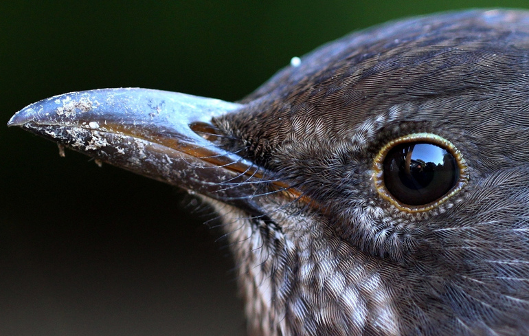 Шведские ученые наделили камеру птичьим зрением