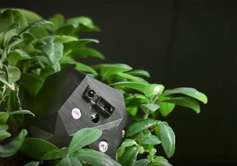 Flora Robotica: взаимоотношения роботов и растений