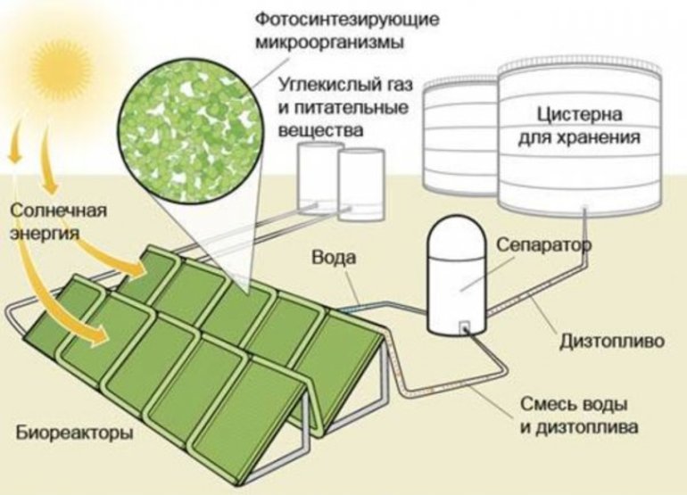 Новая технология искусственные листья – сырье для биотоплива