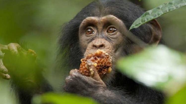 Cute Chimpanzee