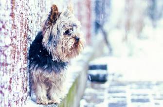 minidog winter