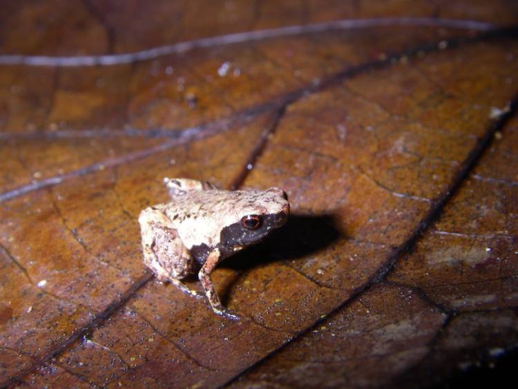 Paedophryne Amauensis Frog