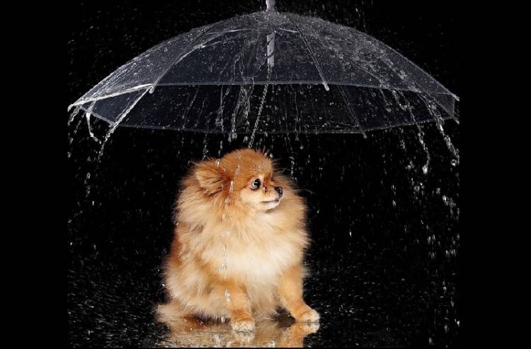 pet umbrella