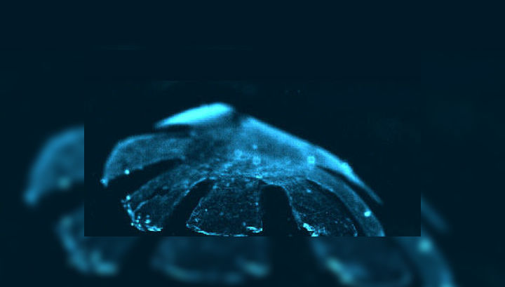 Американские ученые пытаются превратить медуз в управляемых киборгов