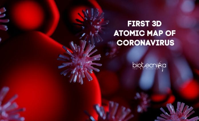 Первая 3D-карта белков открывает путь к разработке вакцин от коронавируса