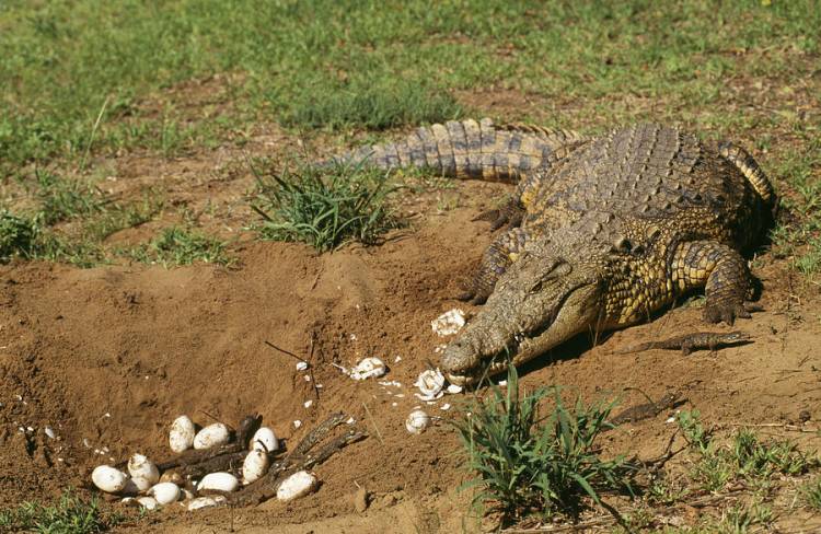 crocodyle nest