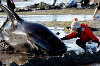 whale on coast