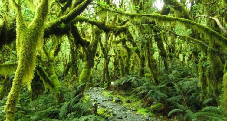newzealand forest