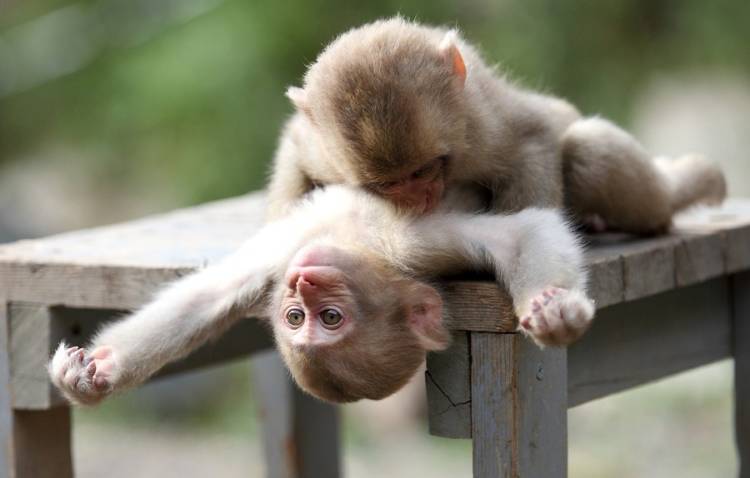 Monkeys playing