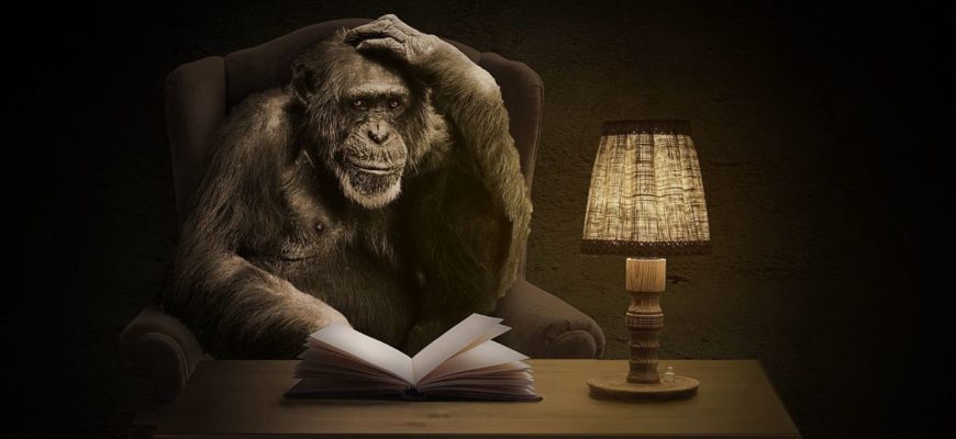 Monkey reading