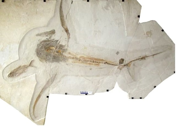 В Мексике нашли окаменелости "крылатой" акулы