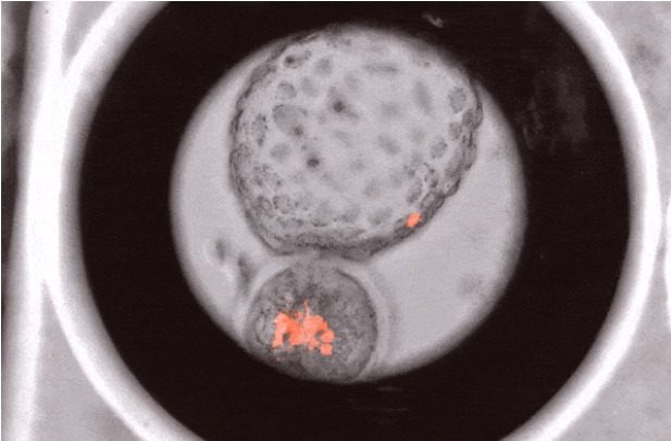 Исследователи создали эмбрионы с клетками обезьяны и человека